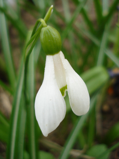 Snowdrop (2011, April 02)