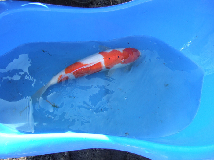 40 cm - crap koi 2011