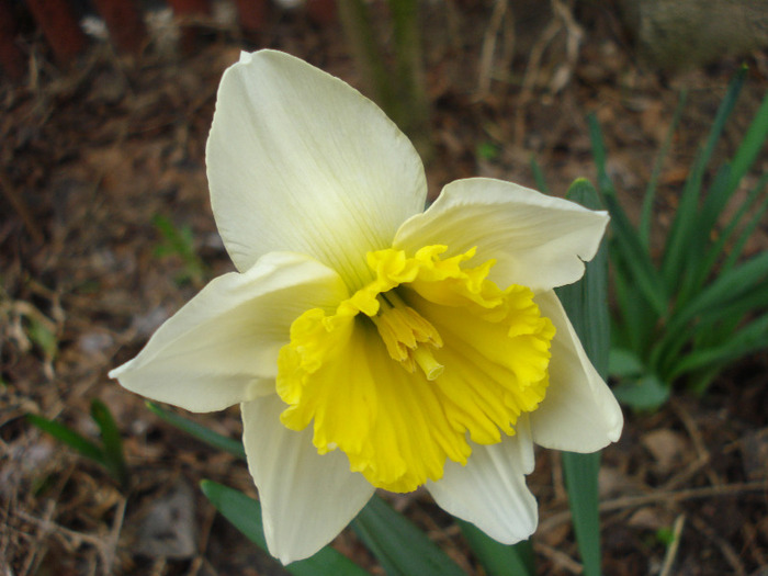 Narcissus Ice Follies (2010, March 31)