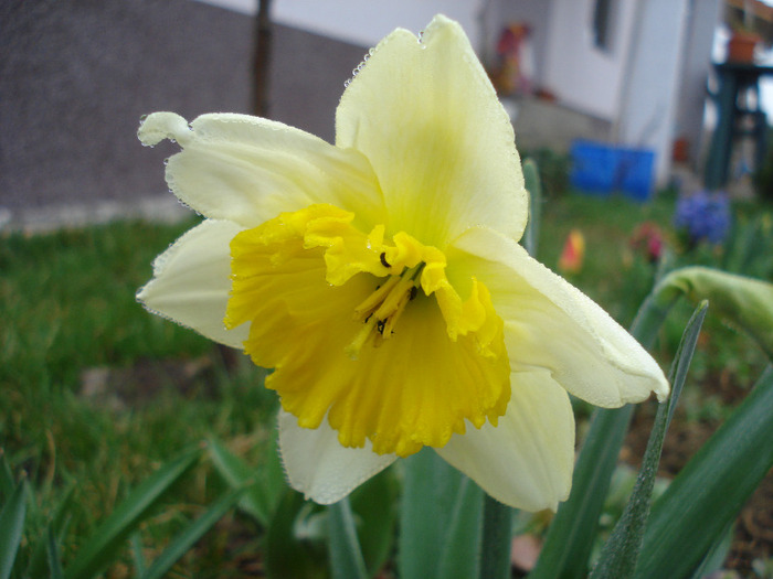 Narcissus Ice Follies (2011, April 01)