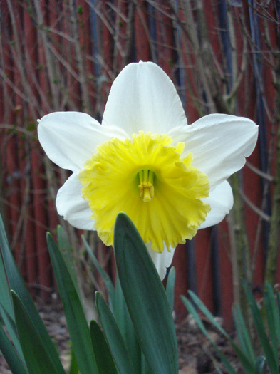 Narcissus Ice Follies (2011, April 02)