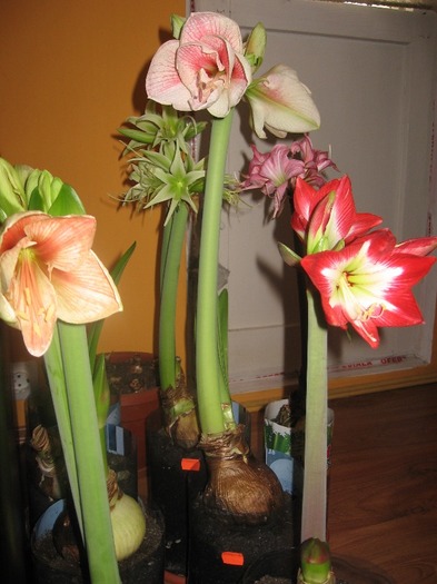 Grupul vesel - Hippeastrum