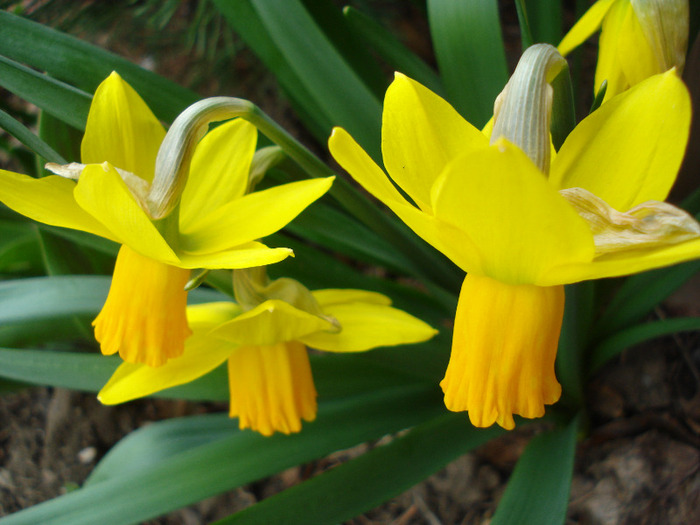 Daffodil Jetfire (2011, March 29) - Narcissus Jetfire
