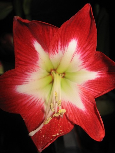 Hippeastrum Tres Chic