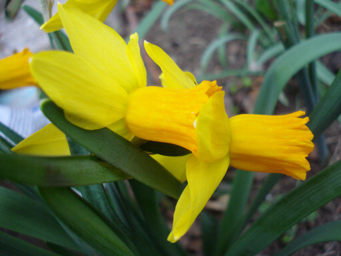 Daffodil Jetfire (2011, April 02) - Narcissus Jetfire