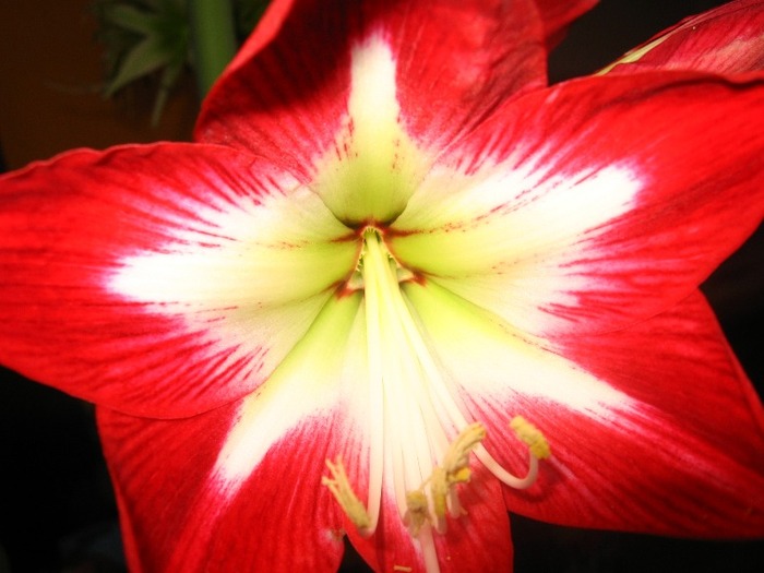 Hippeastrum Tres Chic; Hippeastrum Tres Chic
