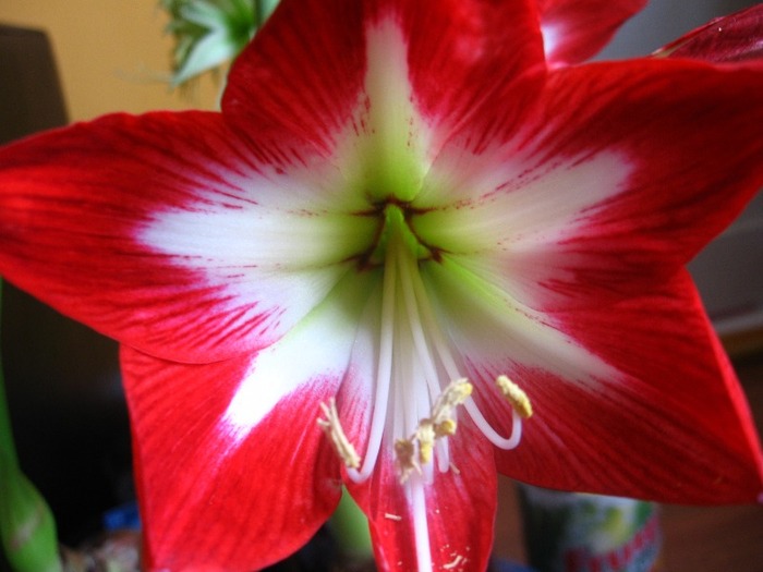 Hippeastrum Tres Chic; Hippeastrum Tres Chic
