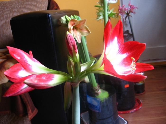 Hippeastrum Tres Chic - Hippeastrum