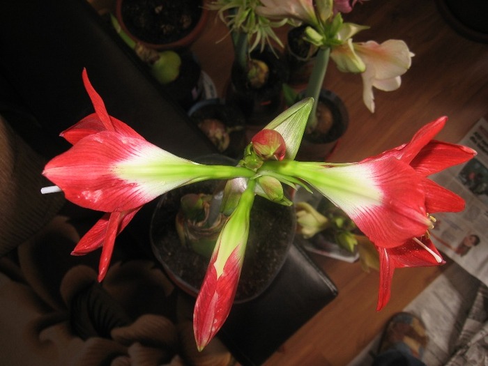 Hippeastrum Tres Chic; Hippeastrum Tres Chic
