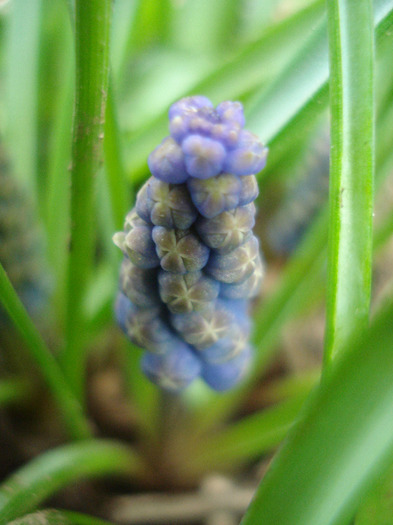 Muscari armeniacum (2011, March 31) - Muscari Armeniacum