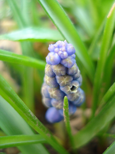 Muscari armeniacum (2011, March 31)