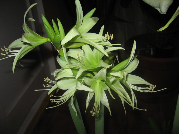 Hippeastrum Evergreen - Hippeastrum