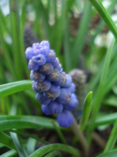 Muscari armeniacum (2011, April 02) - Muscari Armeniacum
