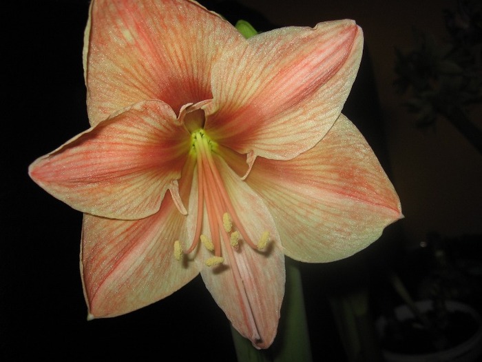 Hippeastrum Exotica; Hippeastrum Exotica
