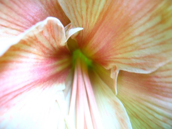 Hippeastrum Exotica; Hippeastrum Exotica
