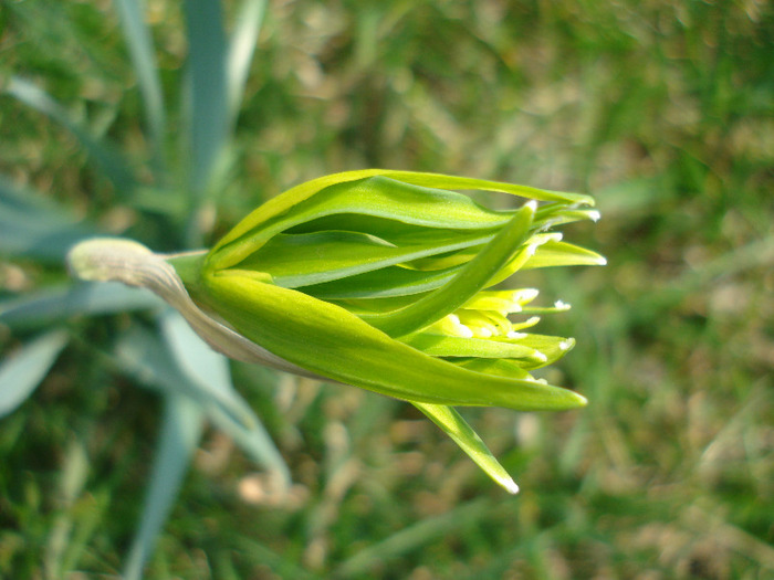 Daffodil Rip van Winkle (2011, March 27) - Narcissus Rip van Winkle