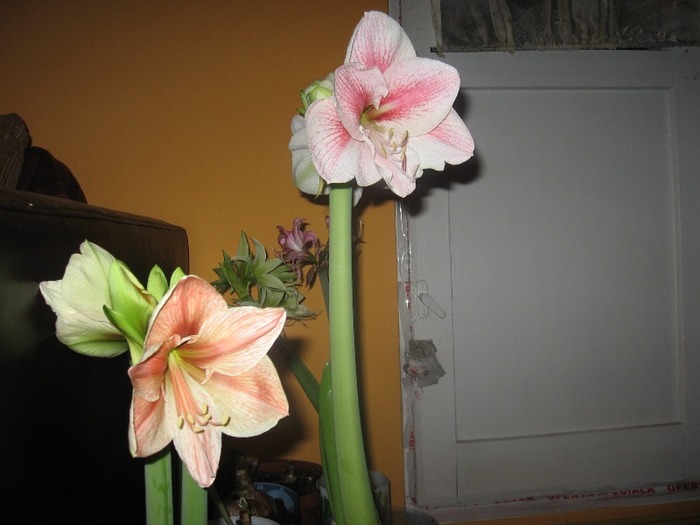 Hippeastrum Exotica & Novella