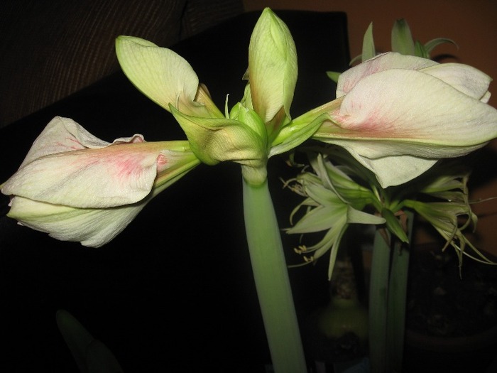 Hippeastrum Novella; Hippeastrum Novella
