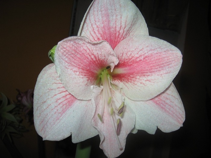 Hippeastrum Novella - Hippeastrum