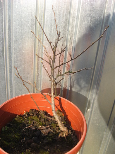 IMG_0531 - viitori bonsai