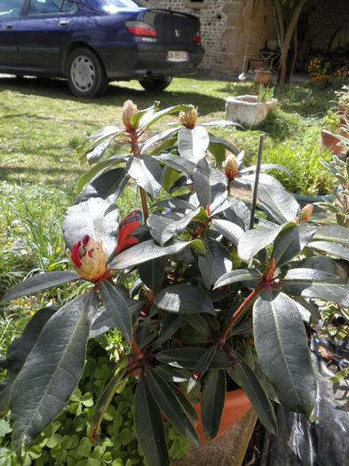 rododendron - A LA MAISON