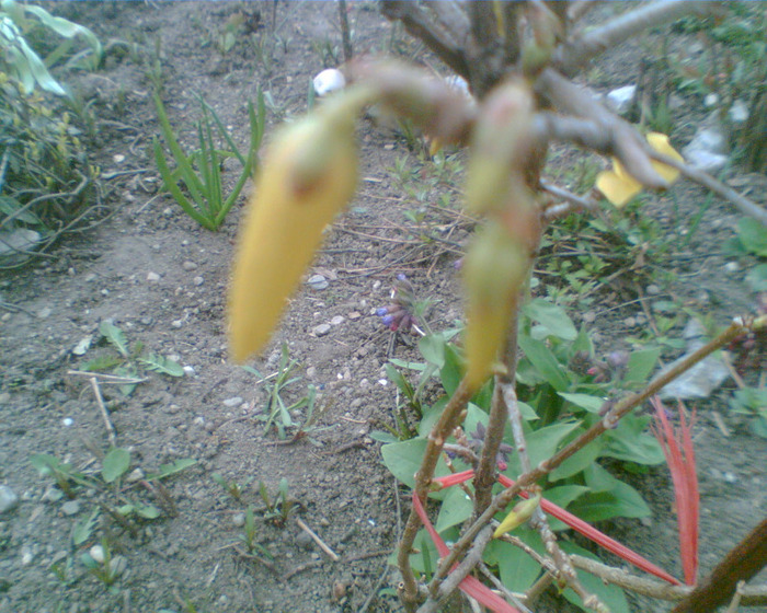 Picture 100 - Forsythia