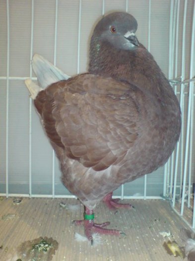 gyomaendradungariaian20094