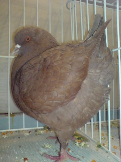 gyomaendradungariaian20096