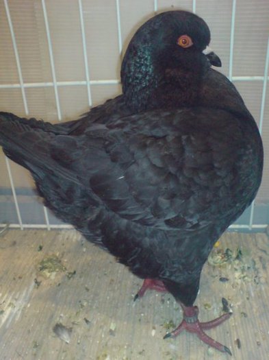 gyomaendradungariaian200911