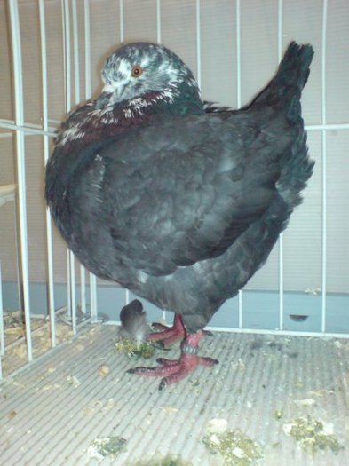 gyomaendradungariaian200916