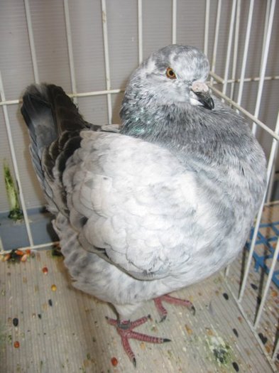 gyomaendradungariaian200926