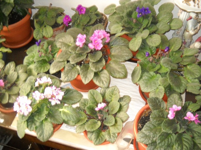 violete pentru........toata lumea - FLORI DIVERSE