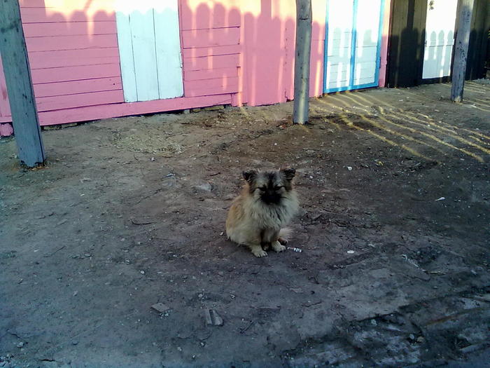 PICA - PAZA PORUMBEILOR