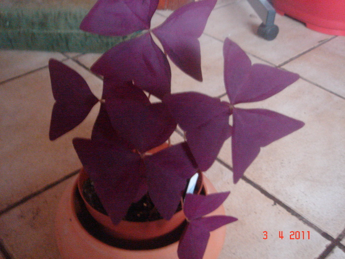 DSC06085 - OXALIS 2011