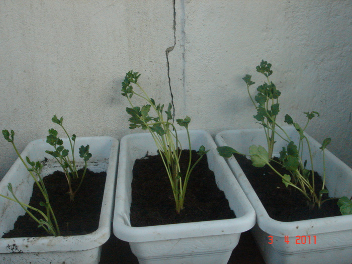 ranuncullus - 2011 aprilie
