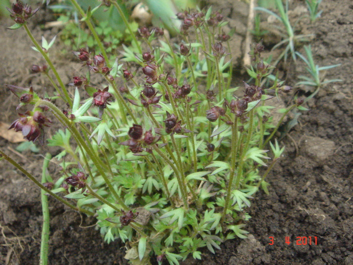 saxifraga arendsi - 2011 aprilie