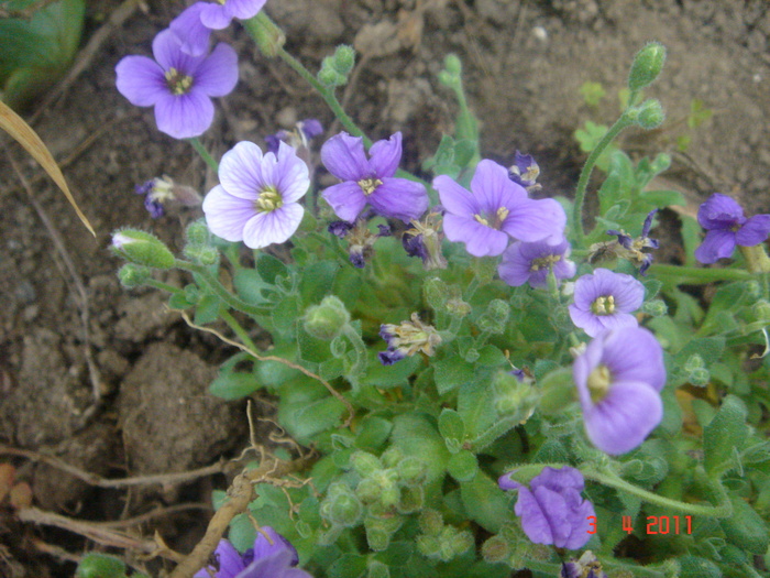 aubrieta Tauricola - 2011 aprilie