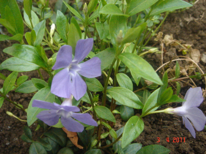 vinca minor - 2011 aprilie