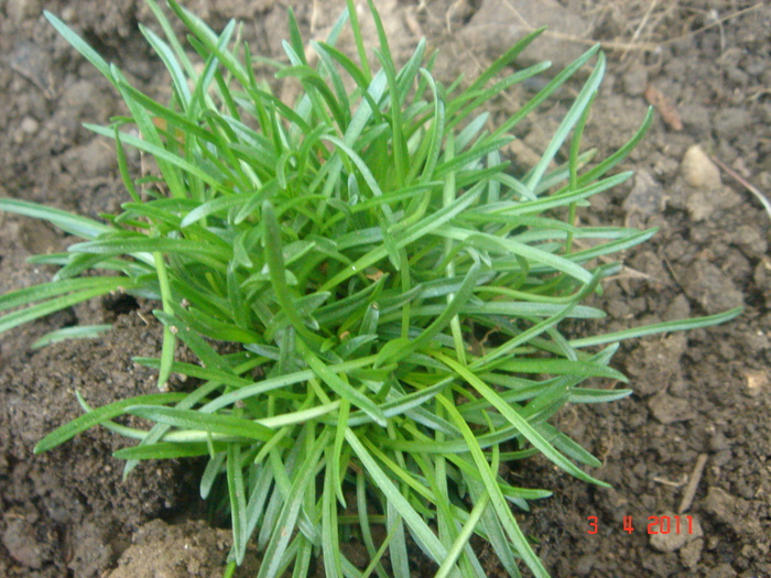 armeria maritima