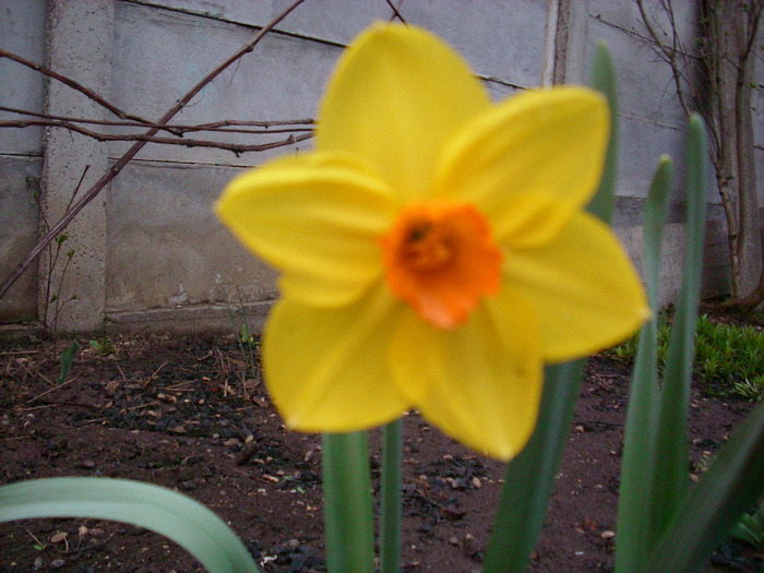 IMG_2950 - gradina mea 2011