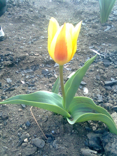 Image0223 - gradina mea 2011