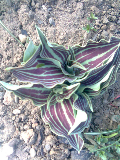 Image0225 - gradina mea 2011