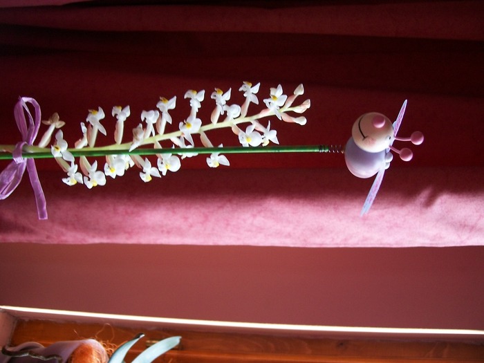 orhidee 022; Am crescut!
