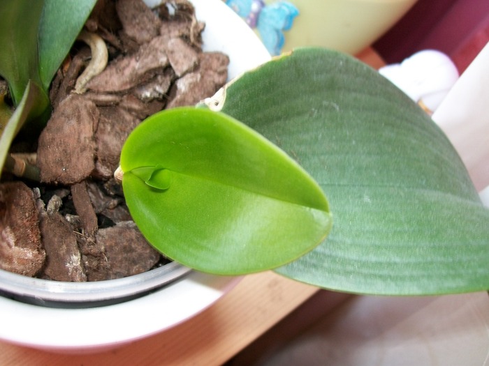 orhidee 018 - Renasteri
