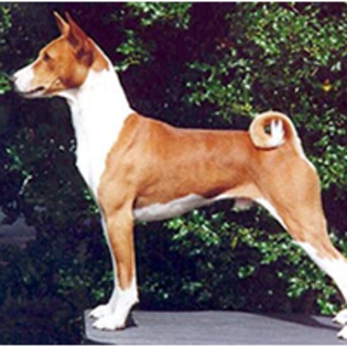 basenji_95 - 186 Dogs-Basenji