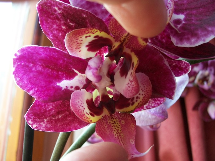 orhidee 015