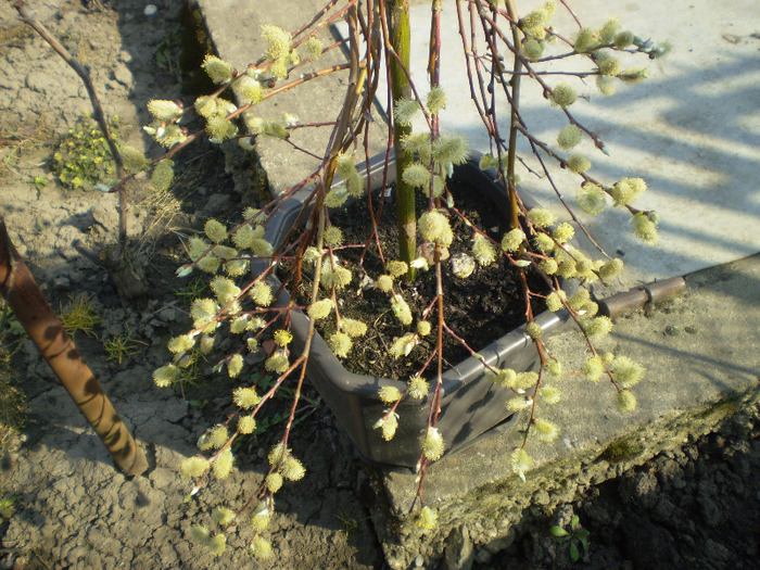 Picture 006; salix(l-am pierdut!)
