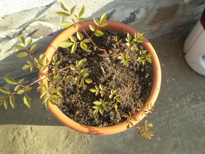 Picture 012; astilbe
