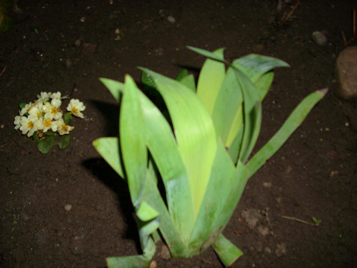 iris -multumesc emilia68 - gradina mea 2011