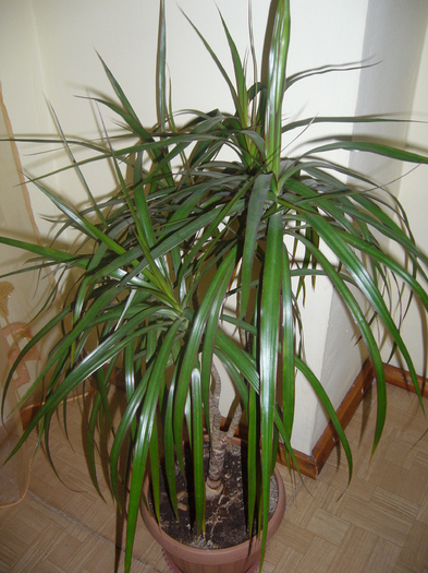 DRACAENA